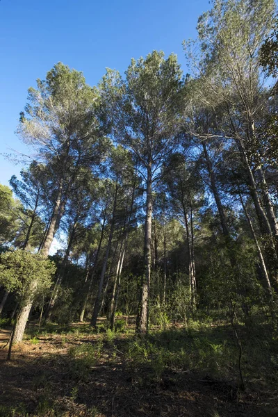 Лес Вольпеллерес в Сан-Кугат-дель-Валь — стоковое фото