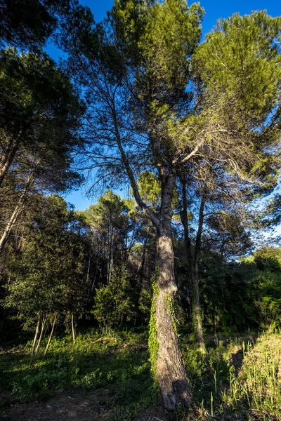 Volpelleres forest at Sant Cugat del Valles — стокове фото