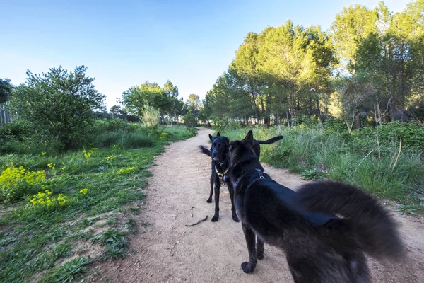 Volpelleres forest at Sant Cugat del Valles — Stockfoto