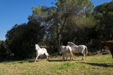 Valles Oriental, kırsal alanda özgürlük içinde atlar