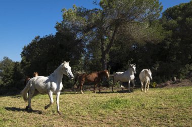  Katalonya İspanya kırsal Ücretsiz atlar