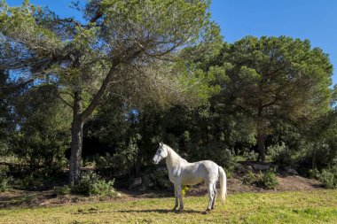  Katalonya İspanya kırsal Ücretsiz atlar