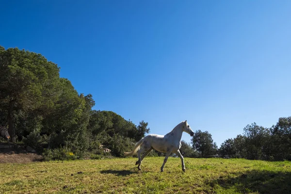 Valles Oriental, kırsal alanda özgürlük içinde atlar — Stok fotoğraf