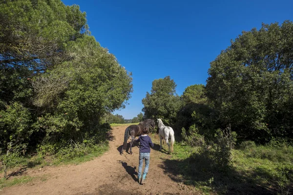 Коні в умовах свободи в сільській місцевості за орієнтал Valles — стокове фото