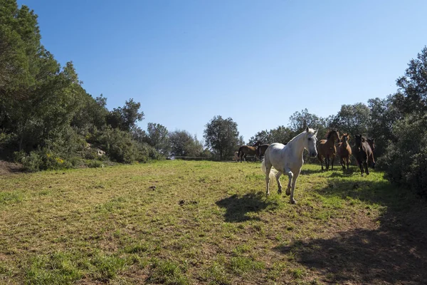 Free horses in the countryside of Catalonia Spain — Stock Photo, Image