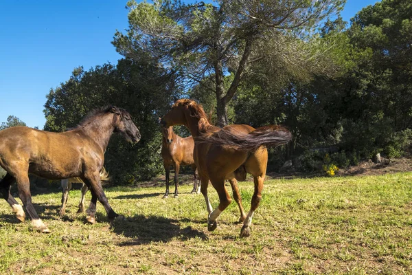 Ingyenes lovak Katalónia Spanyolország vidéken — Stock Fotó