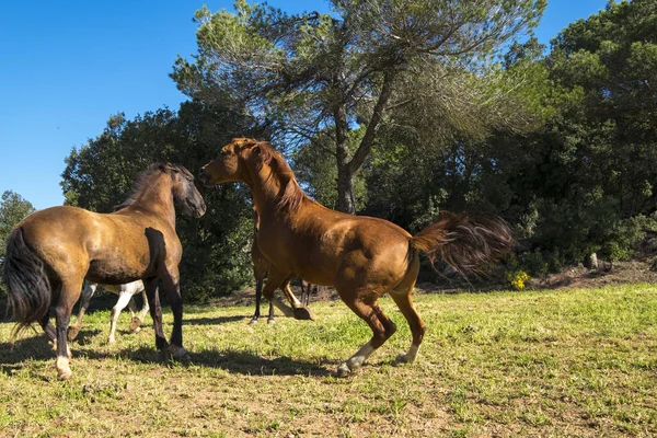 Free horses in the countryside of Catalonia Spain — Stock Photo, Image