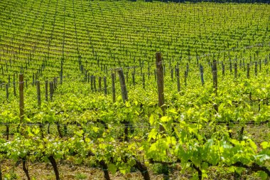 Monteriggioni küçük Ortaçağ tepe kasabada Tusca çevresinde üzüm bağları