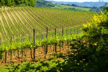 Monteriggioni küçük Ortaçağ tepe kasabada Tusca çevresinde üzüm bağları