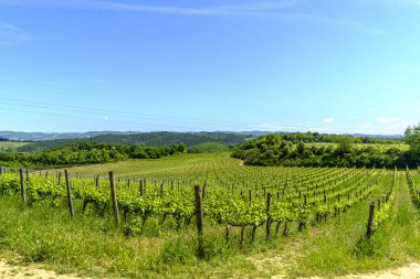 Monteriggioni küçük Ortaçağ tepe kasabada Tusca çevresinde üzüm bağları
