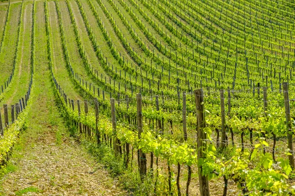 Vineyards around Monteriggioni small medieval hill town in Tusca — Stock Photo, Image