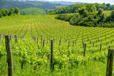 Monteriggioni küçük Ortaçağ tepe kasabada Tusca çevresinde üzüm bağları