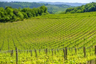Monteriggioni küçük Ortaçağ tepe kasabada Tusca çevresinde üzüm bağları