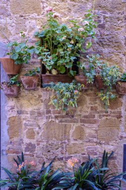 Bitkiler ve çiçekler Pienza Toskana dekorasyon