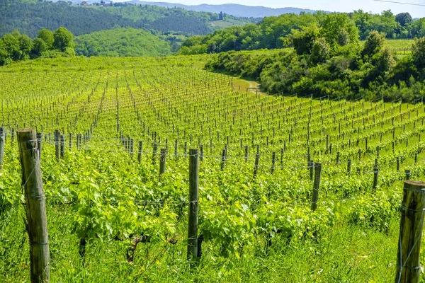 Vineyards around Monteriggioni small medieval hill town in Tusca — Stock Photo, Image