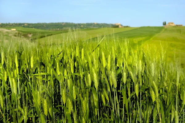 Countryside krajobraz wokół Pienza Tuscany — Zdjęcie stockowe