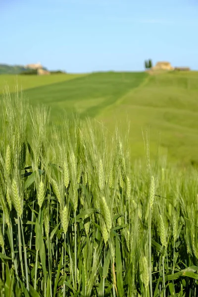 Gröna landskapet runt Pienza Toscana — Stockfoto