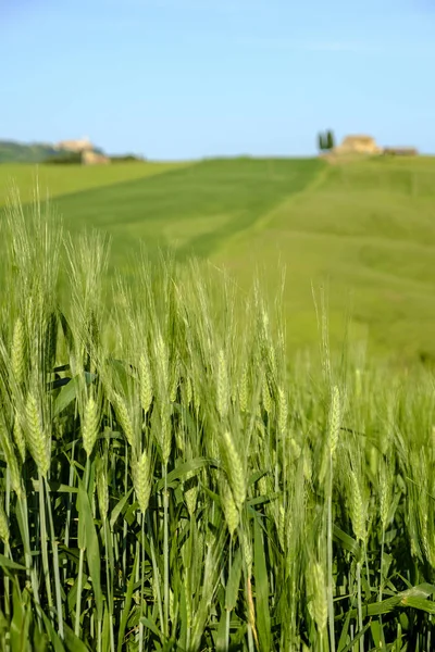 Countryside krajobraz wokół Pienza Tuscany — Zdjęcie stockowe