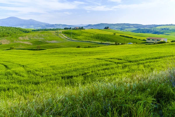 Pienza Tuscany etrafında kırsal peyzaj — Stok fotoğraf