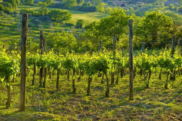 Деревенский пейзаж вокруг Пьенцы Тосканы — стоковое фото