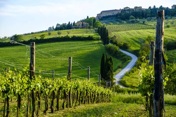 Pienza Tuscany etrafında kırsal peyzaj — Stok fotoğraf