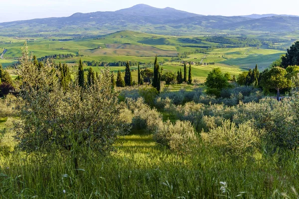 Venkovské krajiny kolem Pienza Toskánsko — Stock fotografie