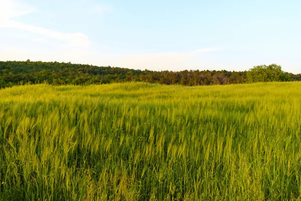 Paesaggio di campagna intorno a Pienza Toscana — Foto Stock