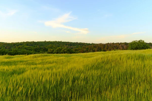 Pienza Tuscany etrafında kırsal peyzaj — Stok fotoğraf