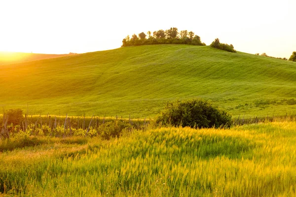 Pienza Tuscany etrafında kırsal peyzaj — Stok fotoğraf