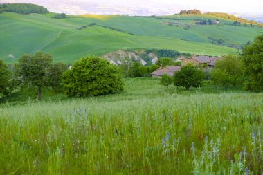 Montalcino Tuscany etrafında peyzaj 