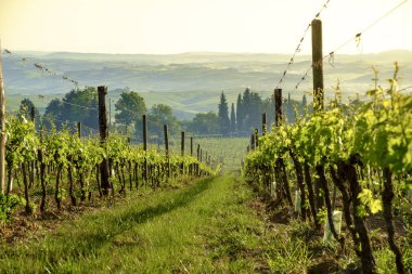 Montalcino Tuscany etrafında peyzaj 