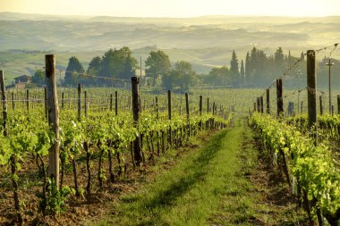 Montalcino Tuscany etrafında peyzaj 