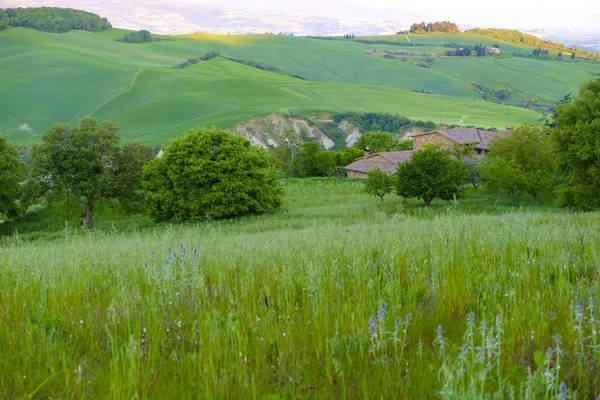 Landschap in Montalcino Toscane — Stockfoto