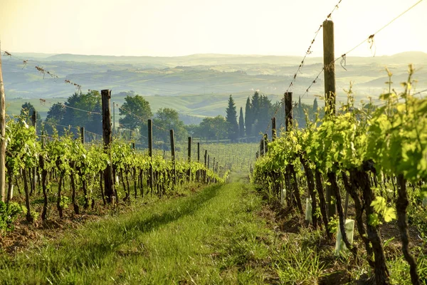 Peisaj în jurul Montalcino Toscana — Fotografie, imagine de stoc