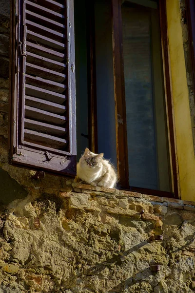 Katt i staden av Montalcino Italien — Stockfoto