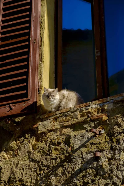 Katt i staden av Montalcino Italien — Stockfoto