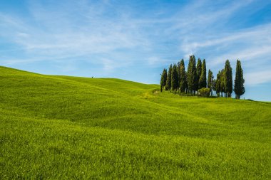 Selvi bir manzara Toskana İtalya içinde 