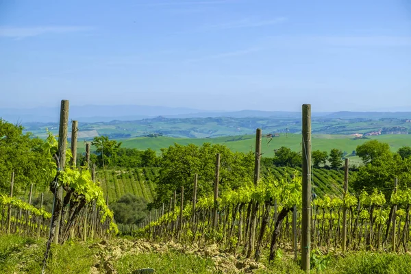 Weinberge in der Landschaft der Toskana — Stockfoto