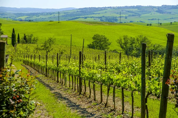 Vinhedos no campo da Toscana Itália — Fotografia de Stock