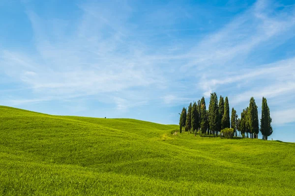 Cypresser i ett landskap i Toscana Italien — Stockfoto