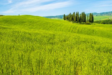 Selvi bir manzara Toskana İtalya içinde 