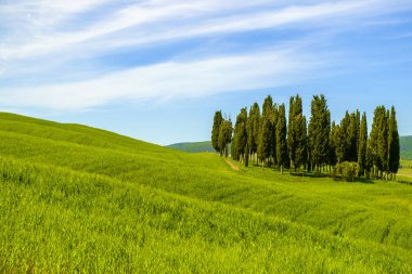 Toskana bir manzara içinde selvi  