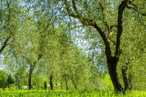 Olives in the countryside of Tuscany Italy — Stock Photo, Image