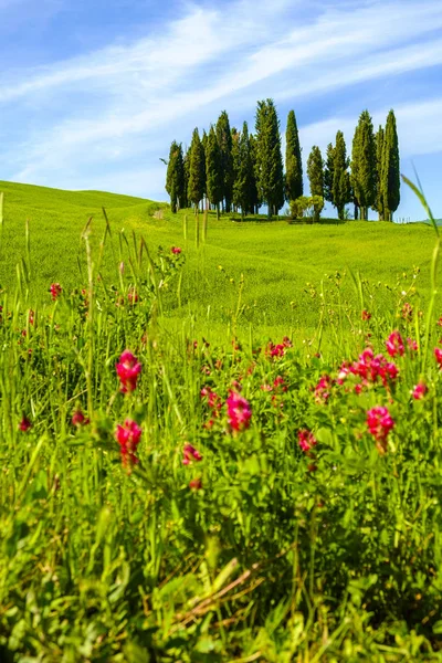 Cyprès dans un paysage en Toscane — Photo