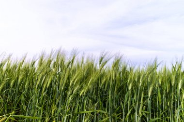 Buğday alanları, Val d'Orcia, Tuscany