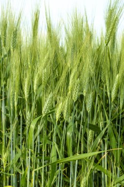 Buğday alanları, Val d'Orcia, Tuscany