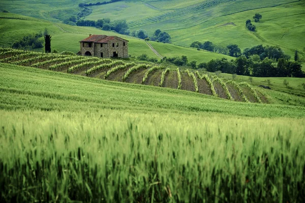Landschaft in der Nähe von Montepulciano, Toskana. das Gebiet ist Teil der — Stockfoto