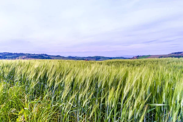 밀밭, Val d'Orcia, 토스카 — 스톡 사진