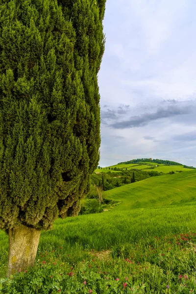 Пейзаж рядом с Пьенцей, Тоскана. The area is part of the Val d 'O — стоковое фото