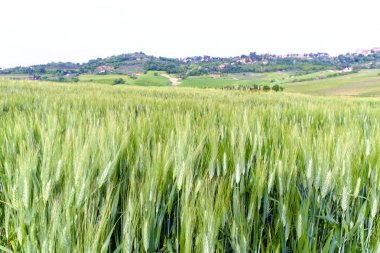 Buğday alanları, Val d'Orcia, Tuscany